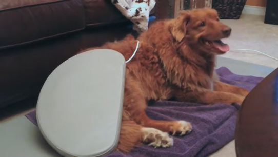 A dog lying on a PEMF pad