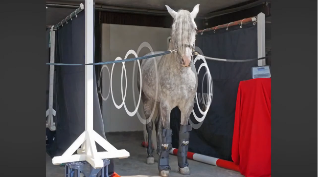 A horse wearing the PEMF area applicator across its back