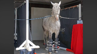 The PEMF leg applicator wrapped around a horse's leg