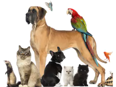 A group of pets photographed together: a great dane, a macaw, a ferret, a tabby cat, a black rabbit, two kittens and a bird